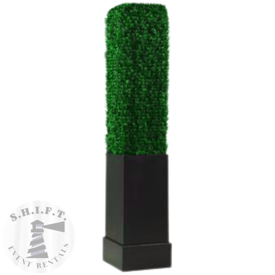 7 'Boxwood Hejii Ọwọn